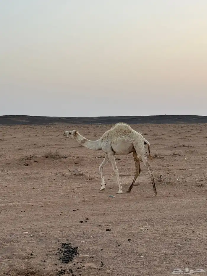 قعود 3
