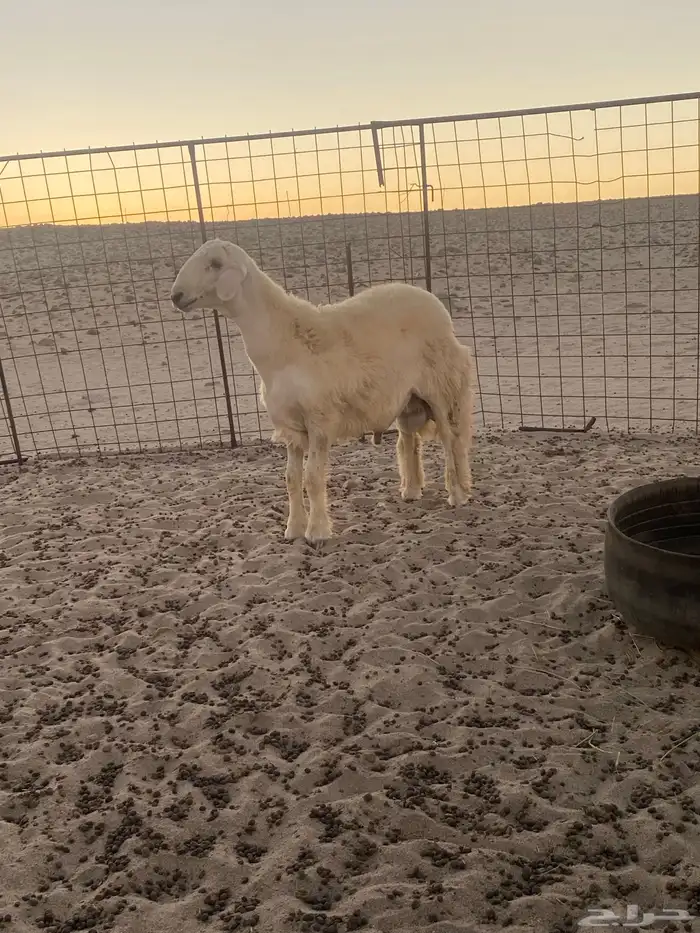 طلي مشروع فحل 3