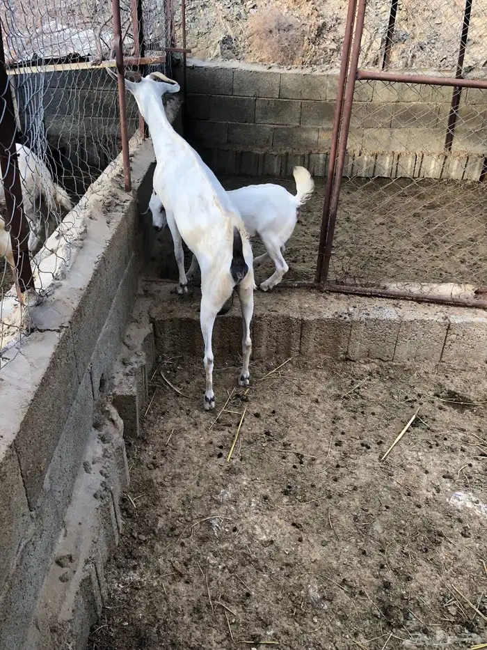 عنز ويتبعها جفرة 0