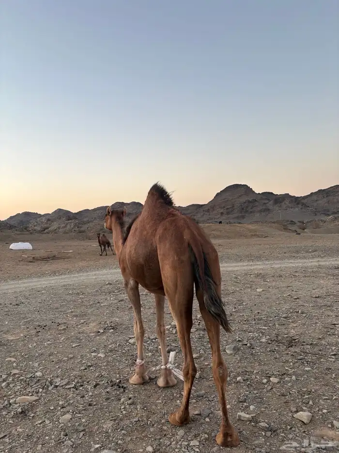 ناقه حمرا دم 10