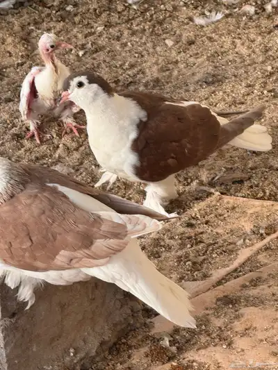 حمام شيرازي جوز index