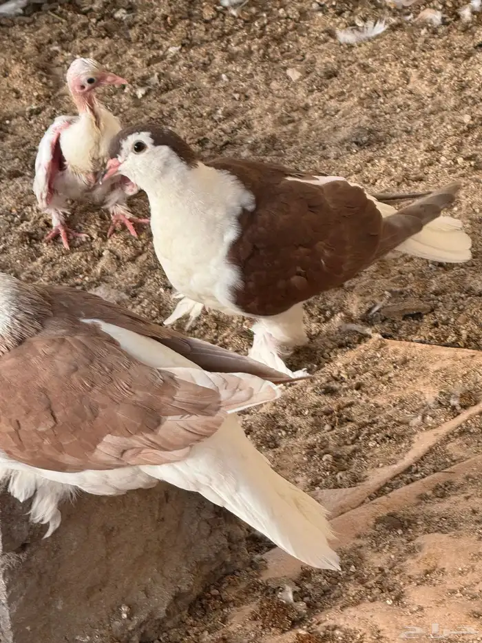حمام شيرازي جوز 1