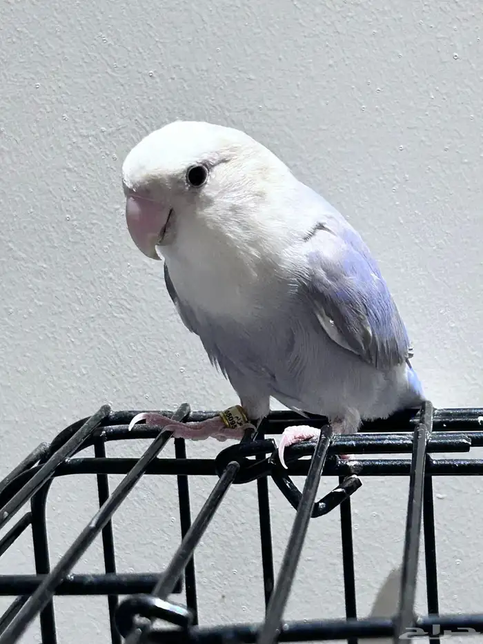 تم البيع  الله يبارك للمشتري روز انثى 7 شهور 1