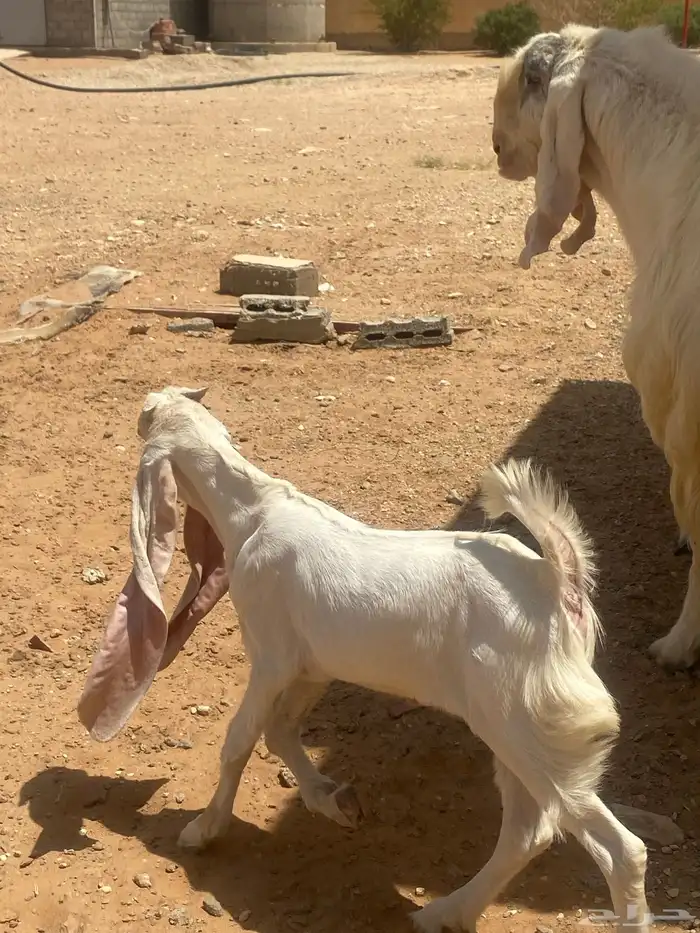 للبيع تيس طيب جدا 3