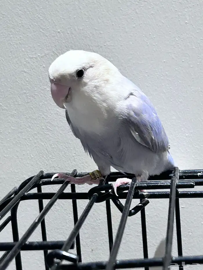 تم البيع  الله يبارك للمشتري روز انثى 7 شهور 0