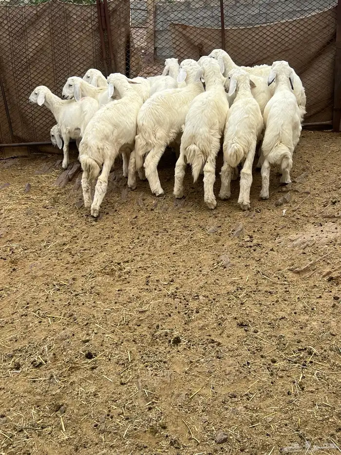 طليان 11