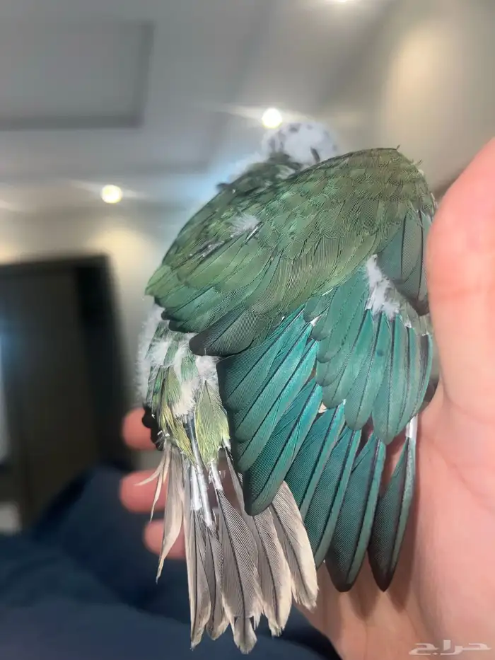 تركواز يلو سايد كنيور (انثى) 6