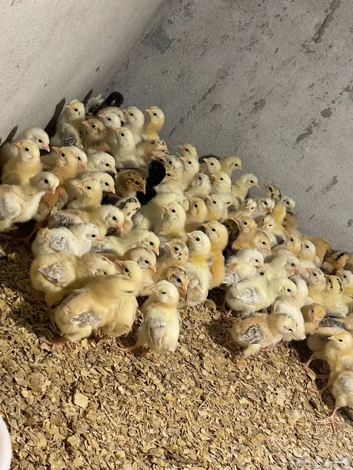 صوص بلدي فواتح 0