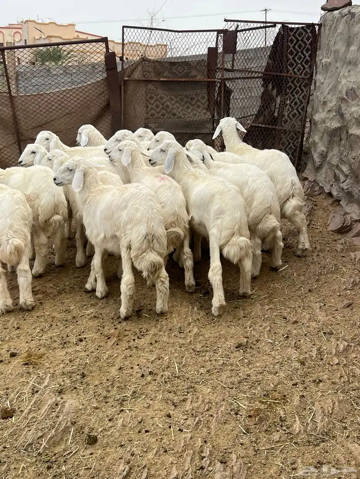 طليان 1