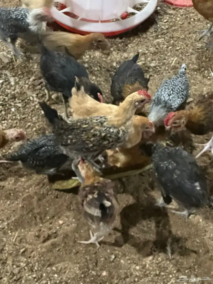 دجاج بلدي فيومي 3