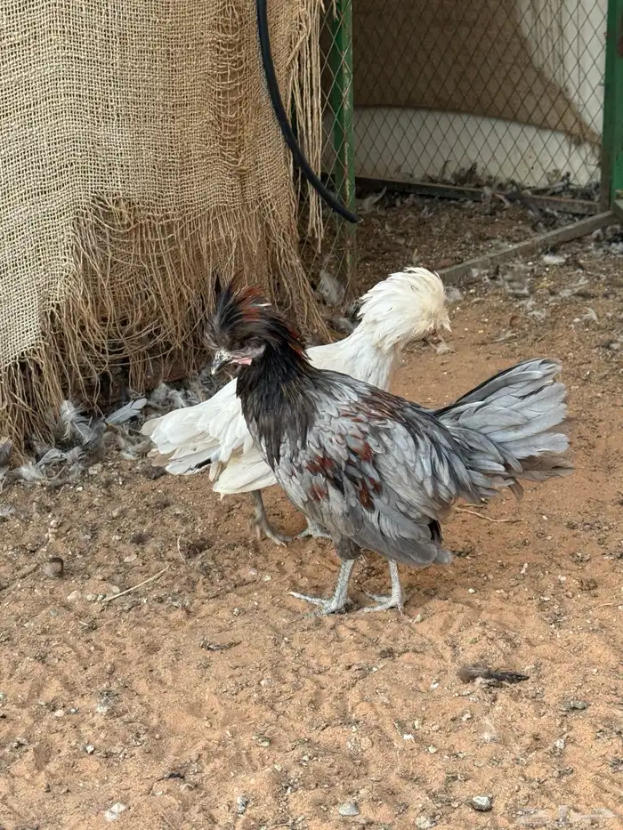 دجاج بولش فاخر 6
