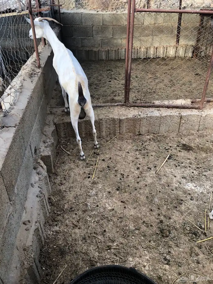 عنز ويتبعها جفرة 1