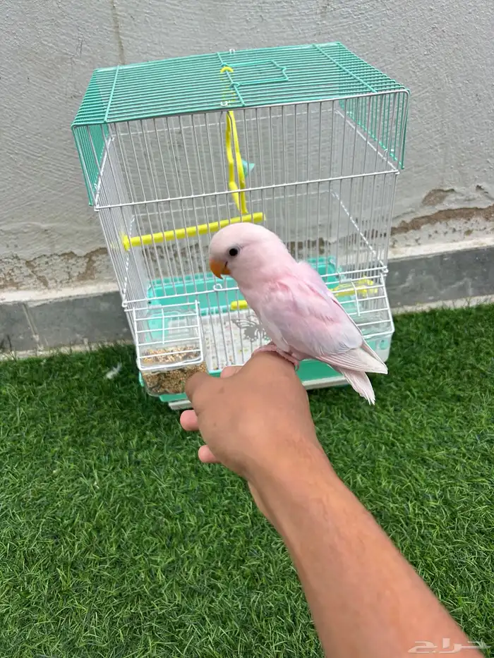 فرخ روز البينو 3