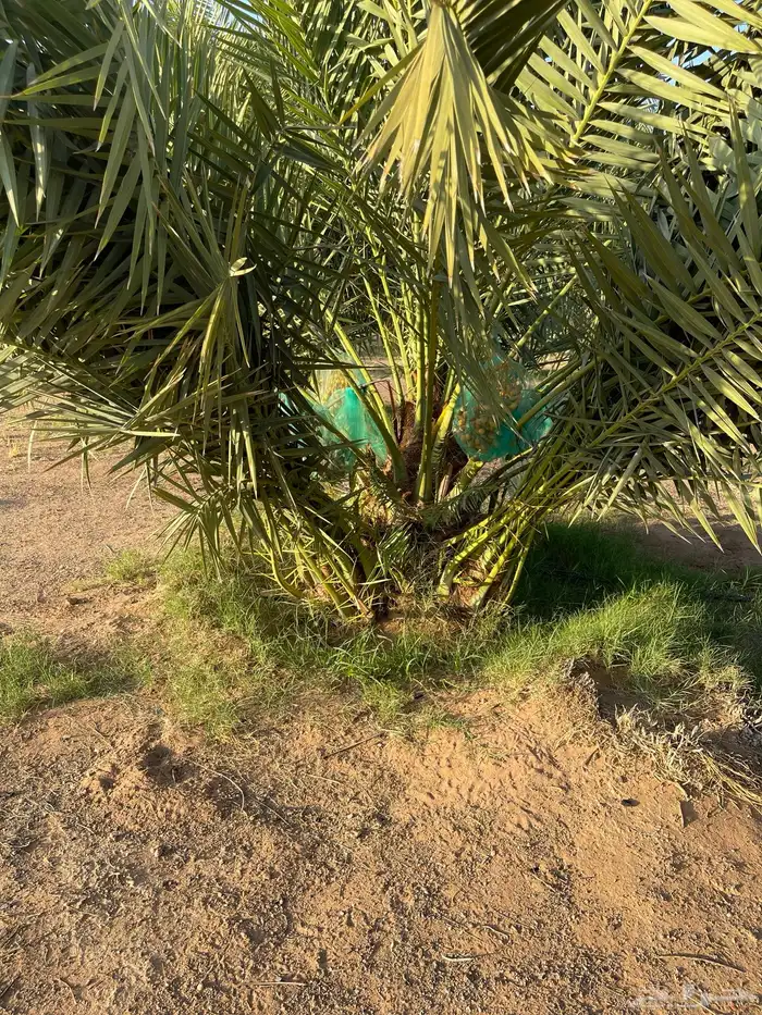 فسايل خلاص كبيره 2