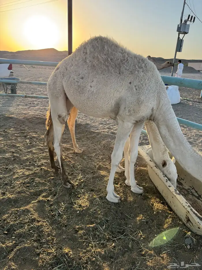 بكره طيبب 0