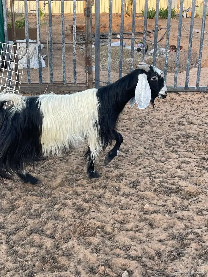 عنز مشروحه متبع تيس تم البيع 1