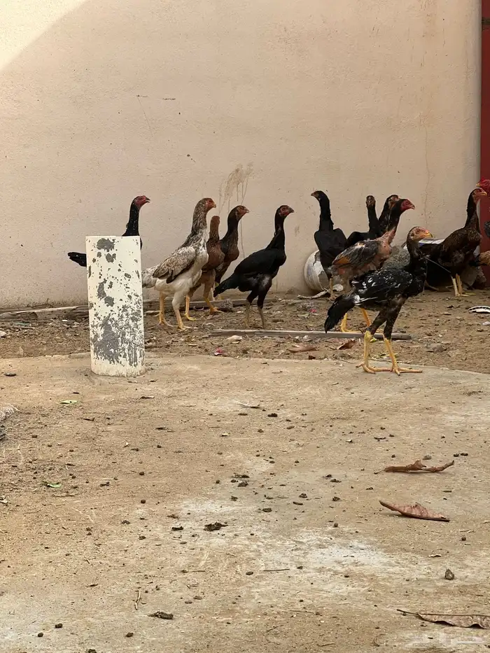 دجاج بكستاني 2