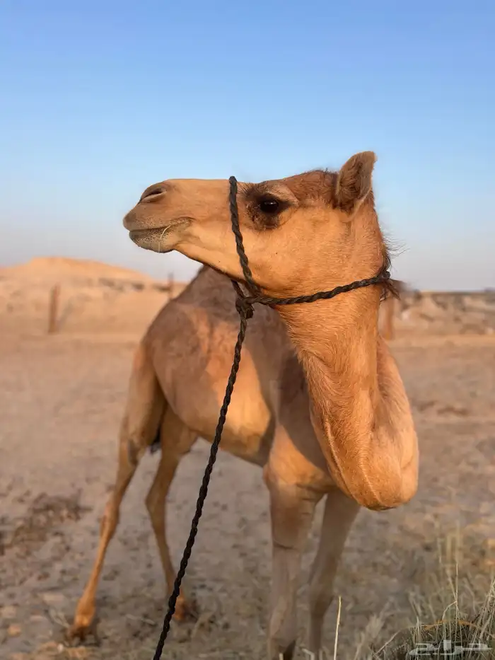 بكره عمانيه مقنوي 2