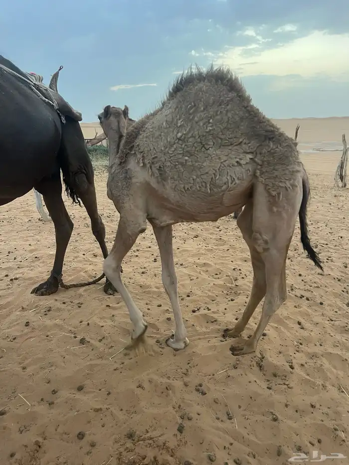 بكره تحت امها 0