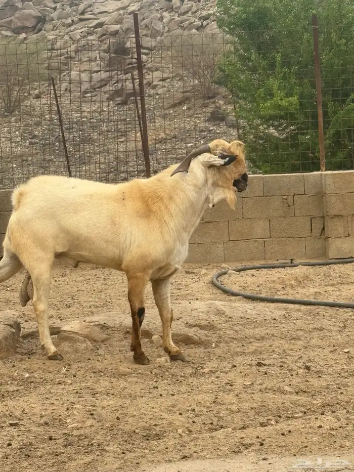 تيس بيشي صنف العمر 3 سنوات حار جدا في الضراب والكتاب واضح م 7