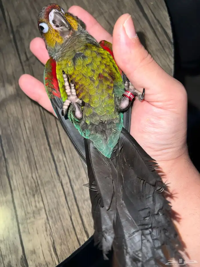 كريمسون كنيور (ذكر) 6