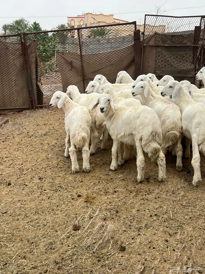 طليان 0