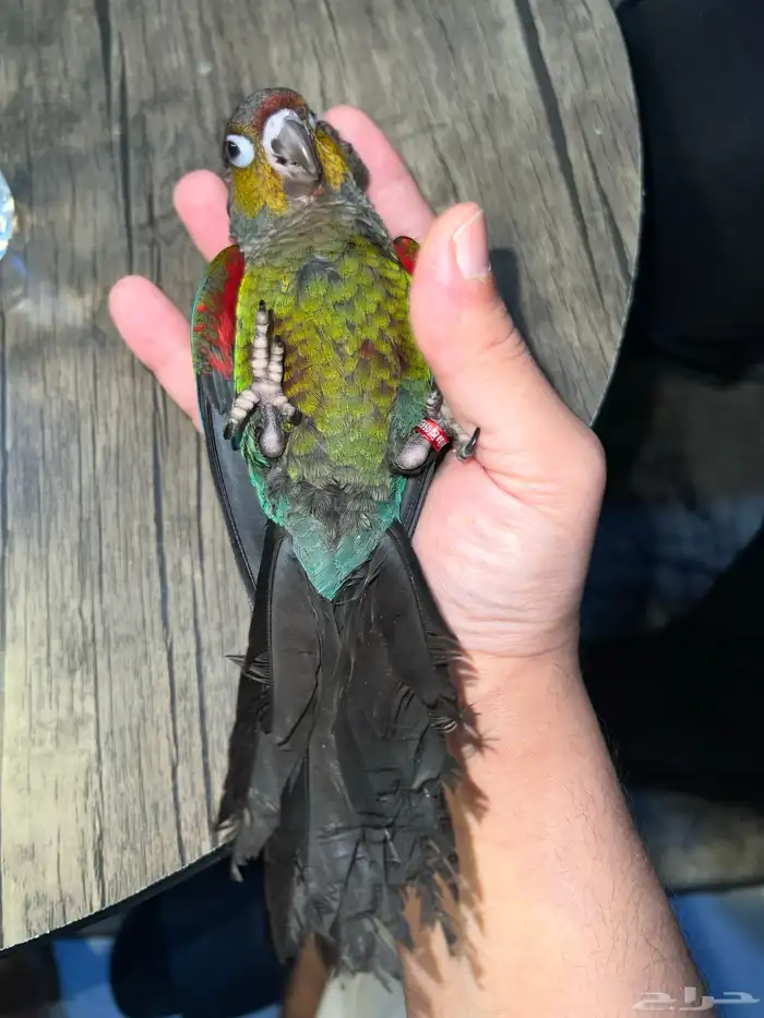 كريمسون كنيور (ذكر) 2