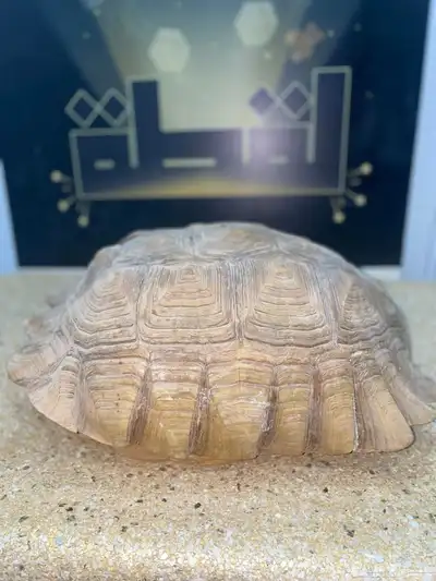 جسم سلحفاء كبير index