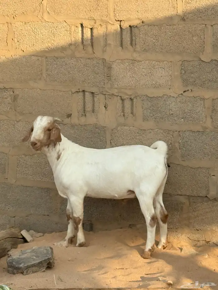 فحول واحد بيشي صنف وثاني بورقد 4