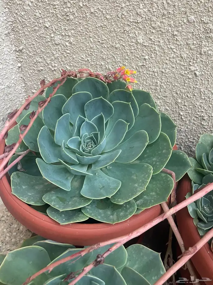 شجرة زينة الرضبة الاشفرية 0