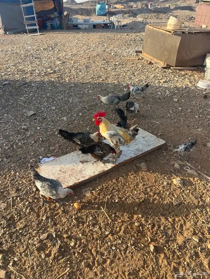 دجاج للبيع 1