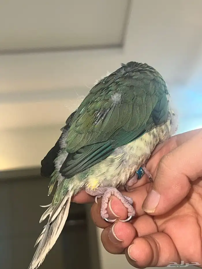 تركواز يلو سايد كنيور (انثى) 9