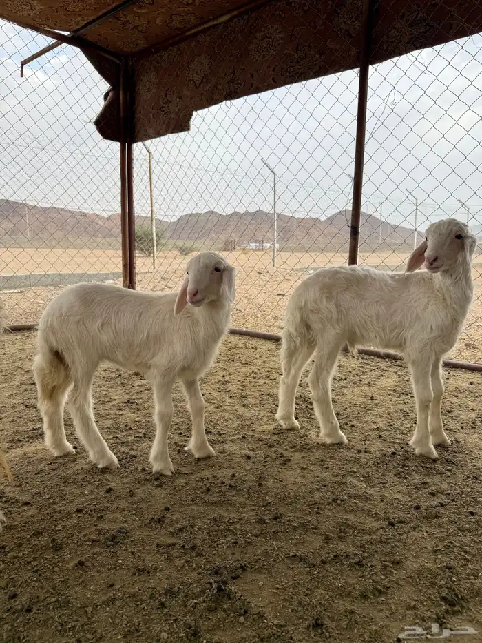 نعجه صفراء جبره 2