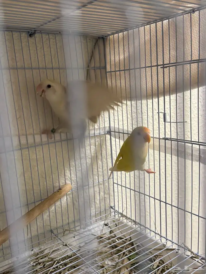 جوز روز 1