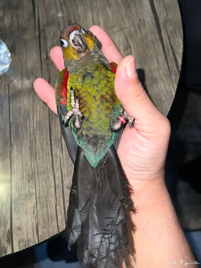 كريمسون كنيور (ذكر) 3