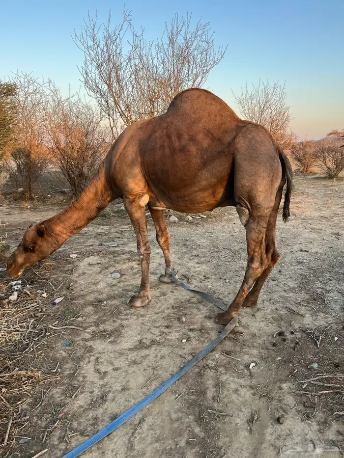 للبيع جمل مشروط 0