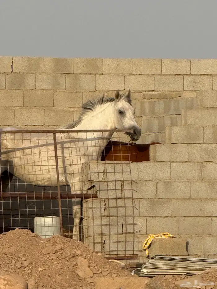 خيل فرس شعبيه 0