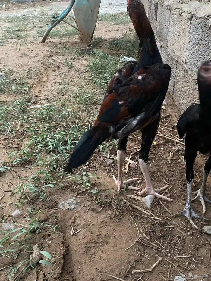 دجاج شامو الماني زوج ما شاء الله فاخر 4
