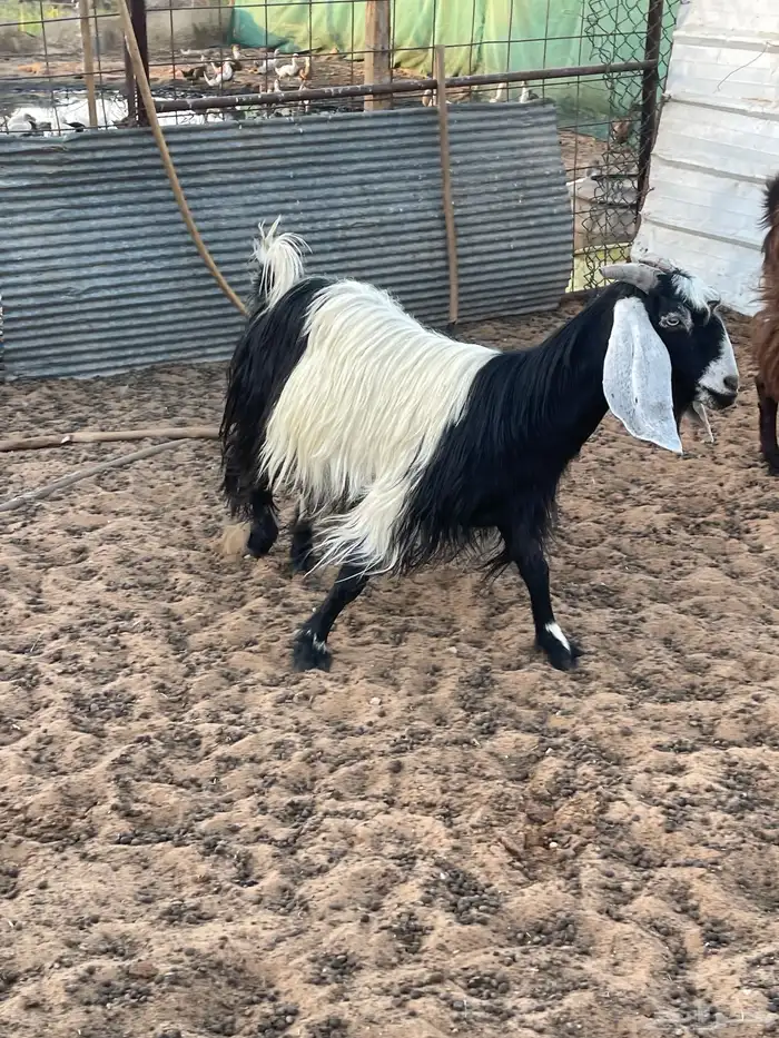 عنز مشروحه متبع تيس تم البيع 2