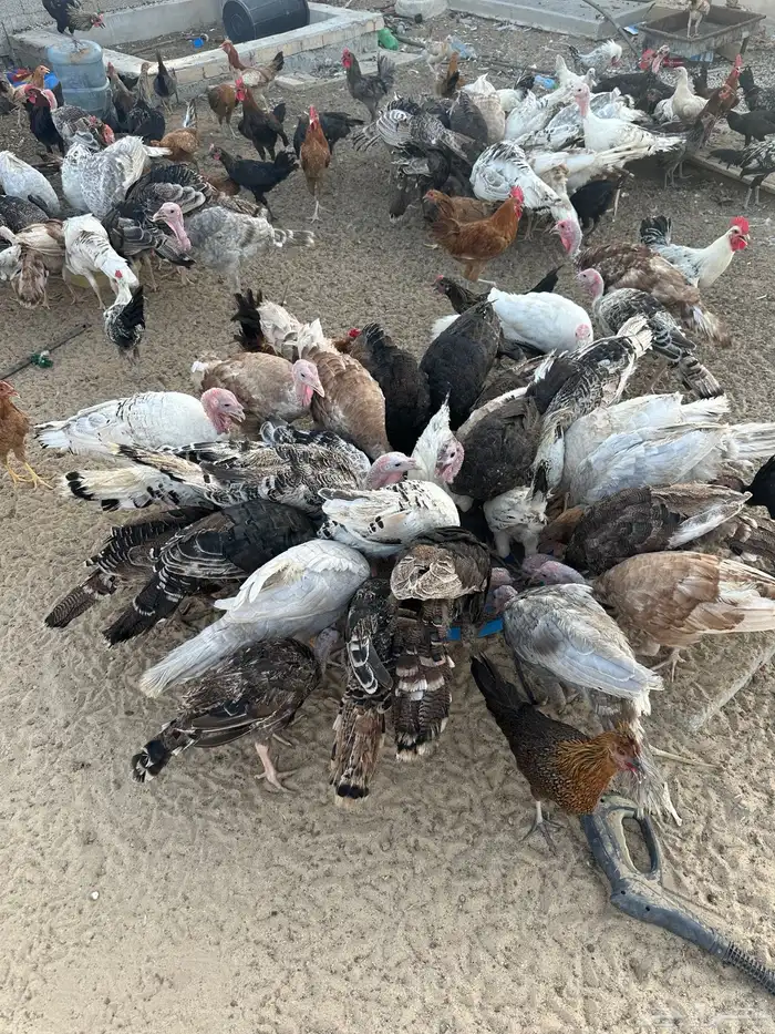 دجاج رومي للبيع 1