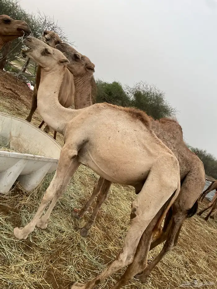 قعودين للبيع 0