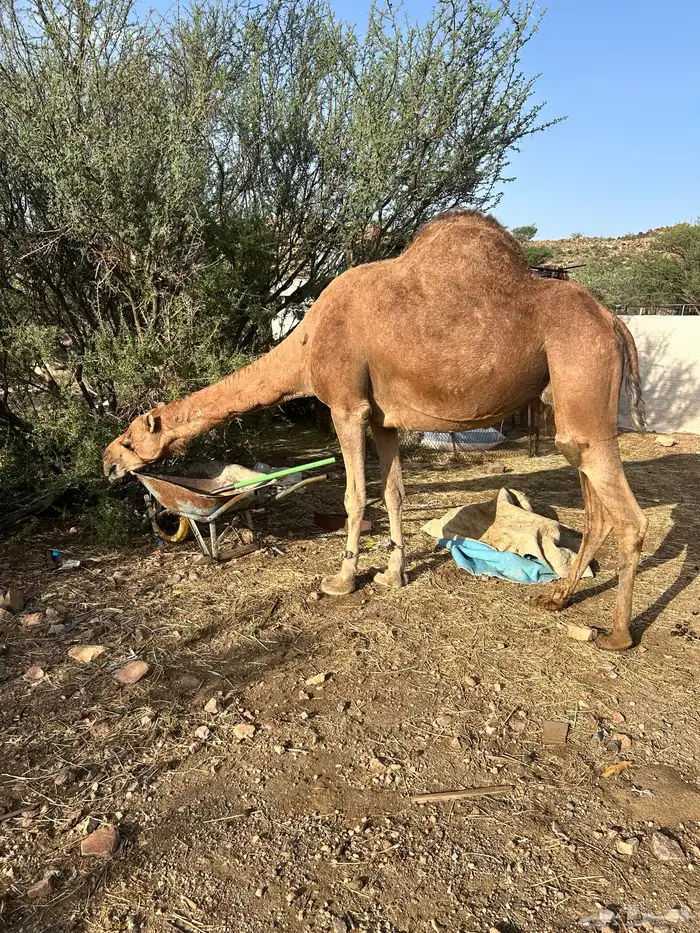 ناقه عادي البيع 4