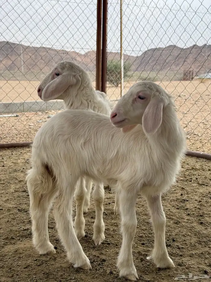 نعجه صفراء جبره 1