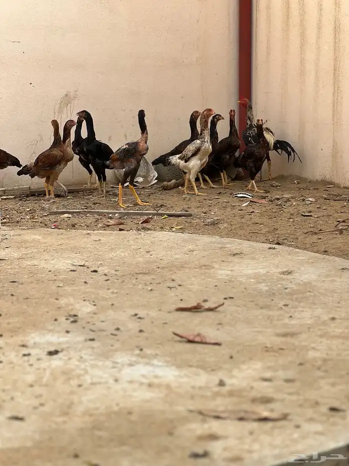 دجاج بكستاني 6