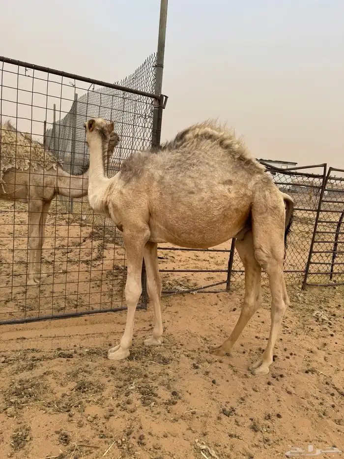 قعودللبيع 0