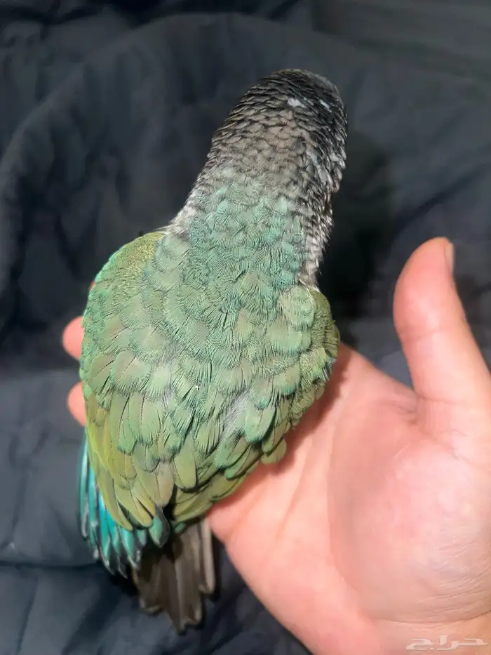 تركواز يلو سايد كنيور (انثى) 0