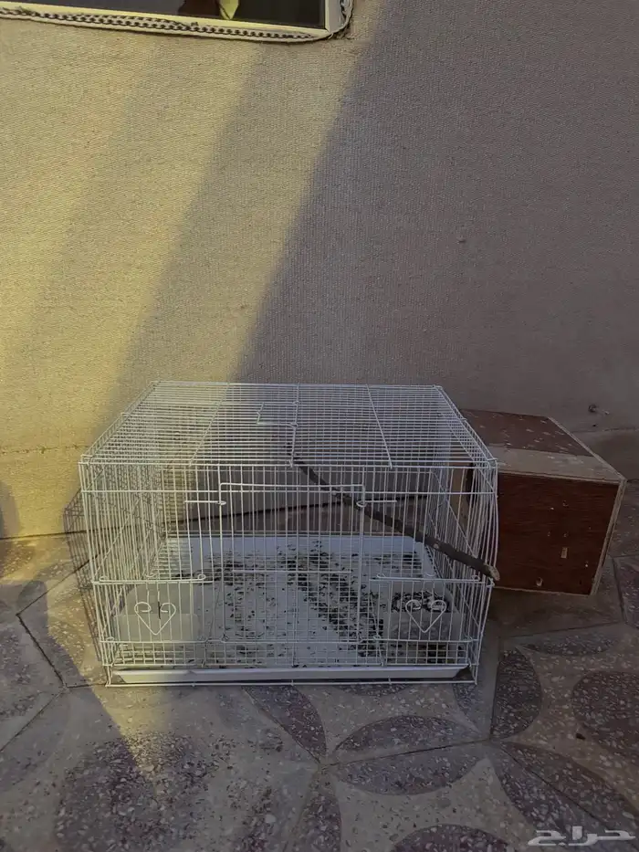 شبك بلابل روز ببغاء 0
