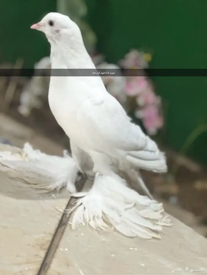 زوج حمام نفاخ منتج 3