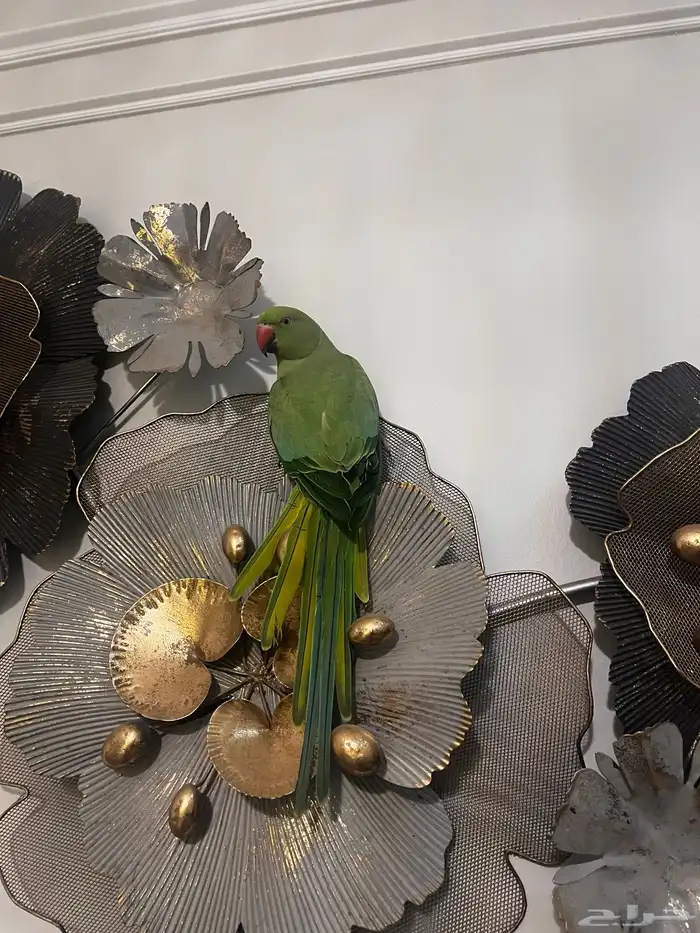 ببغاء دره اليف 1