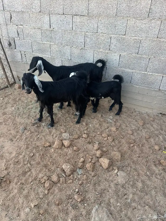 معزا متابيع 1